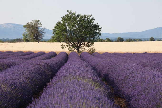 Lavendel op de vlakte van Valensole in de Provence, Frankrijk